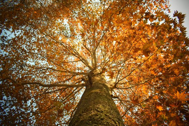 低角度拍摄有橙色叶子的树图片下载