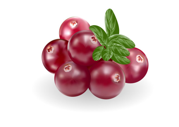 蔓越莓果实图片下载