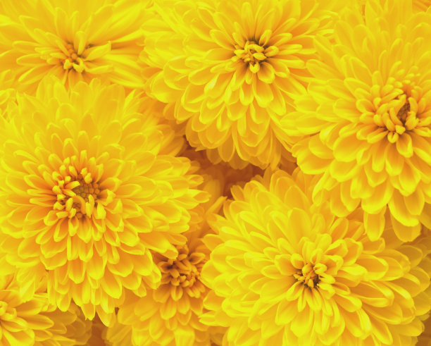 有很多可食用的菊花。
可食用的花。图片下载