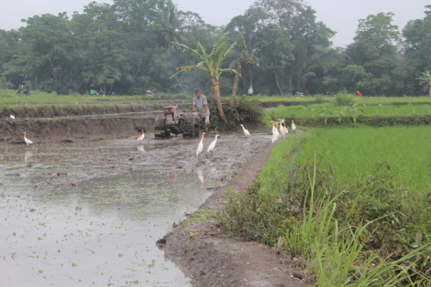 图为，稻田里的人们正在用拖拉机为即将种植的稻田耕地图片下载