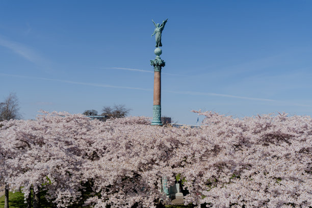 春天。那棵树开了花。图片下载