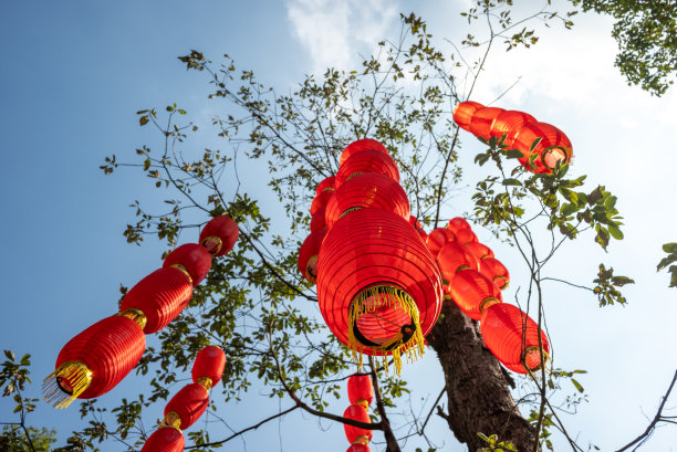 红色的灯笼挂在树上，映衬着蓝天图片下载