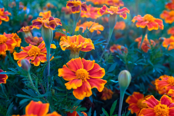 花园里的橙色金盏花。田与万寿菊。明亮的法国万寿菊出版，海报，日历，后，屏幕保护程序，墙纸，明信片，封面，网站。高质量照片图片下载