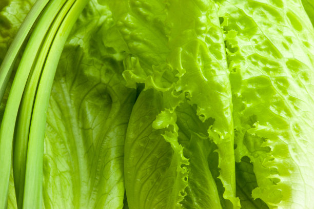 背景是新鲜的沙拉叶和葱花，特写。生绿叶蔬菜海报，日历，帖子，屏幕保护程序，壁纸，明信片，横幅，封面，网站。高质量照片图片下载