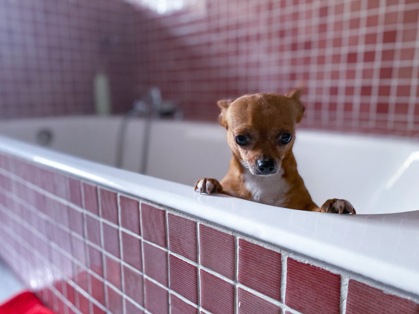 吉娃娃狗画像图片下载