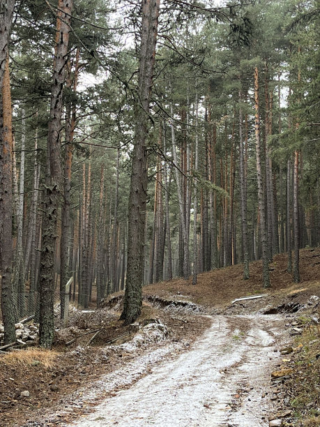 苏格兰松林图片下载