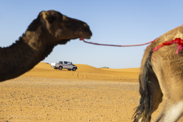 沙漠中的汽车和骆驼火车，Merzouga, Erg Chebbi，撒哈拉，摩洛哥图片下载