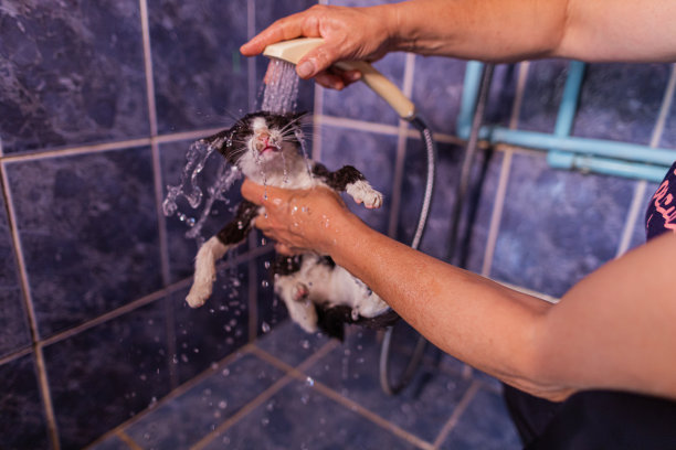 黑白相间的小猫正在洗澡图片下载