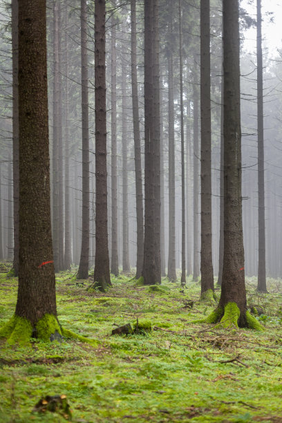 秋天的森林，雾图片下载