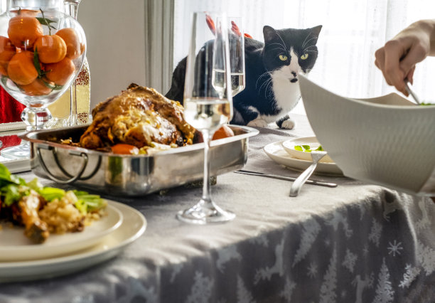 在家里的餐桌上和猫一起庆祝圣诞节图片下载