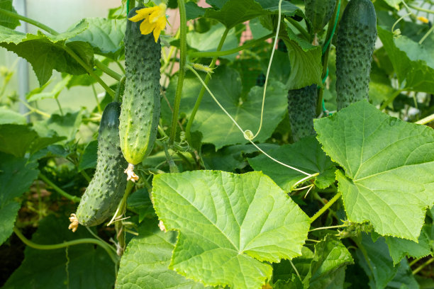 绿色的黄瓜生长在温室，特写。黄瓜植物品牌，日历，张贴，屏幕保护程序，壁纸，海报，横幅，封面，网站。一个放置你的设计或文字的地方。高质量照片图片下载