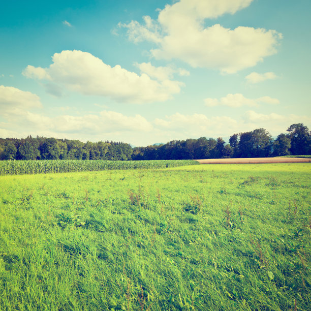 种植园图片下载