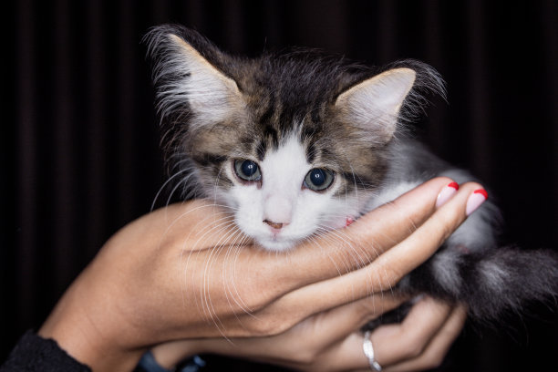 可爱的小猫坐在一个女人的手掌上。孤立在黑暗的背景。刚出生的小猫在女性手上。一只手掌上的小猫。非常小的小猫，可爱的眼睛在女性的手中图片下载
