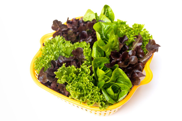 因为，绿色和红色的生菜在滤网中清洗后隔离在白色背景上。图片下载