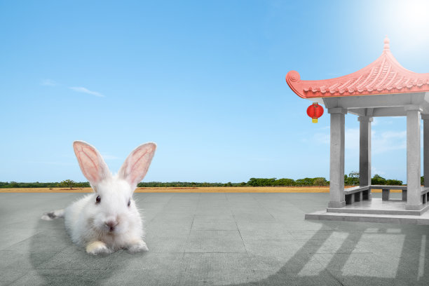 春节快乐。中国兔年图片下载