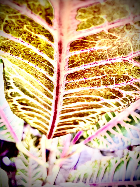 植物的叶子图片下载