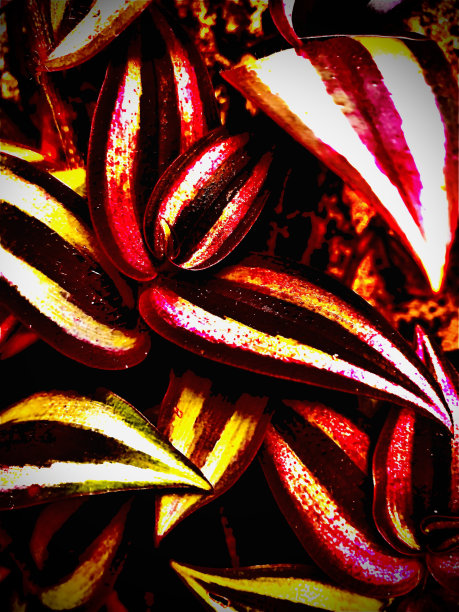 植物的叶子图片下载