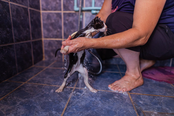 女性在浴室给小猫洗澡图片下载
