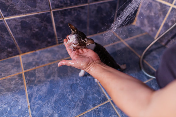 浴室里的小猫咪图片下载