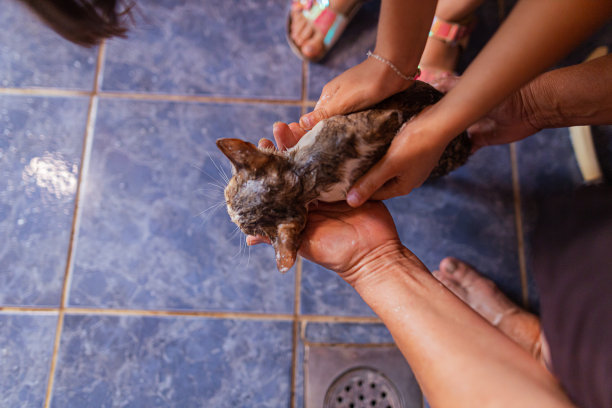 给一只小灰猫洗澡图片下载