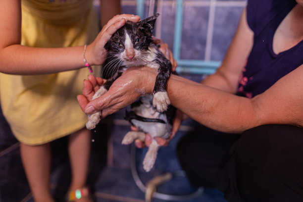 一只无助的小猫浑身都是肥皂泡沫图片下载