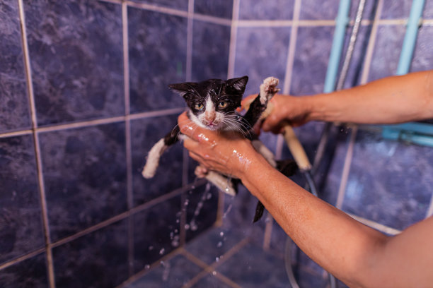 又湿又干净的小猫图片下载