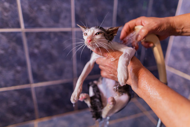小猫咪洗澡图片下载