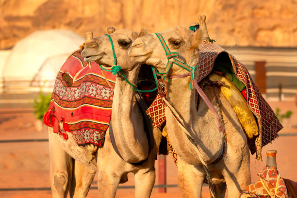 约旦瓦迪拉姆沙漠的两头骆驼图片下载