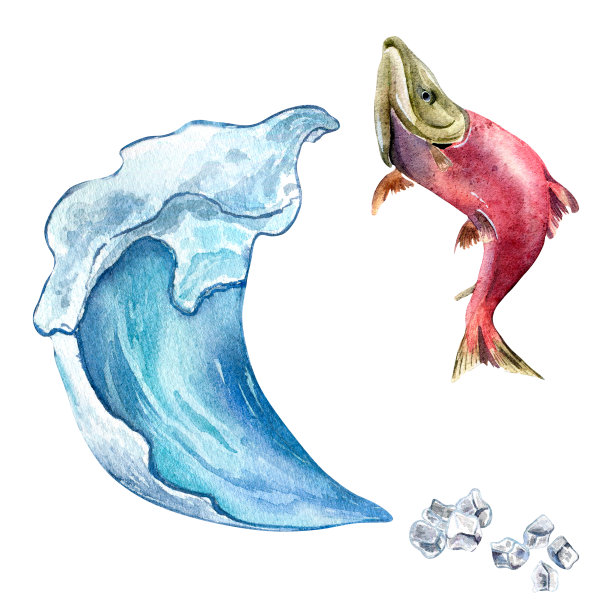 一套红鲑鱼和海浪水彩插图孤立的白色背景。图片下载