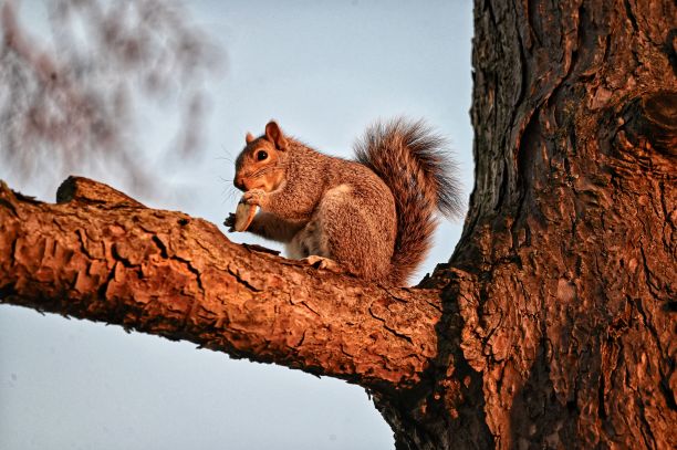 东方灰松鼠坐在树枝上吃一片面包在一个阳光灿烂的日子图片下载