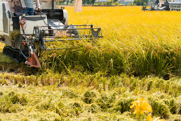 用收割机收割稻田图片下载