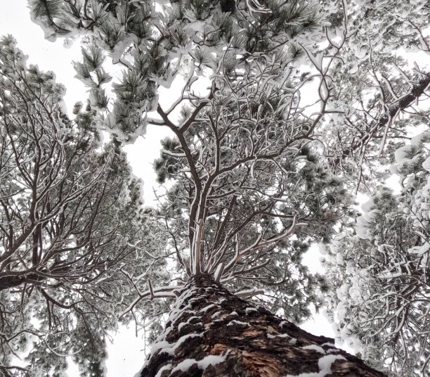 白雪覆盖的冬季松树图片下载