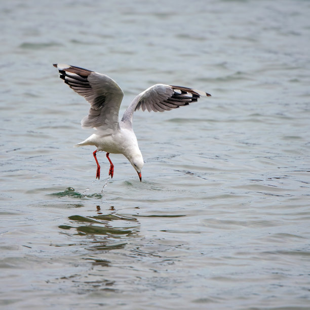 海鸥潜水图片下载