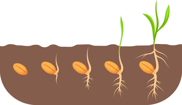种子的生长是植物在土壤中的生长过程图片下载