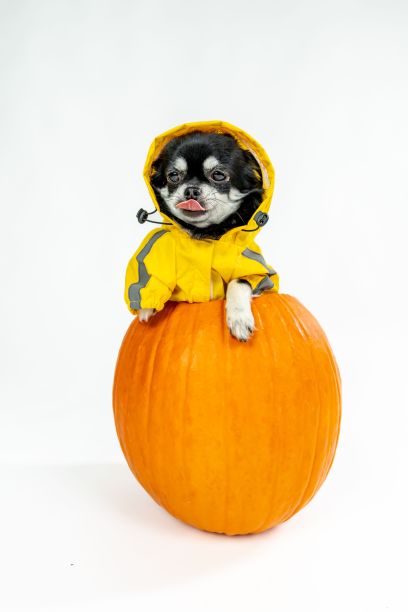 万圣节照片的垂直特写，一只黑色吉娃娃狗穿着黄色的衣服在南瓜里图片下载