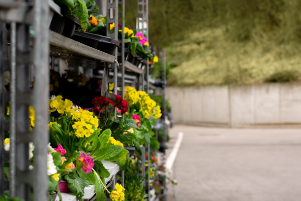 很多春天的花盆里的花都在街上的商店里卖，复制空间图片下载