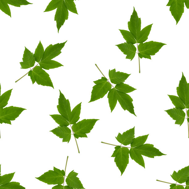 绿色美国，宏基negundo叶子无缝模式图片下载