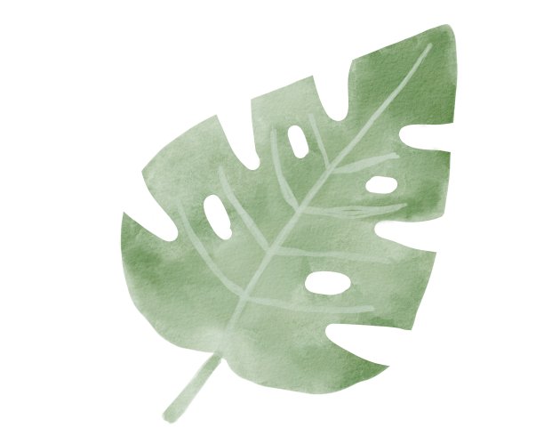 热带树叶怪物水彩。丛林水彩树叶。手绘插图孤立的白色背景。图片下载