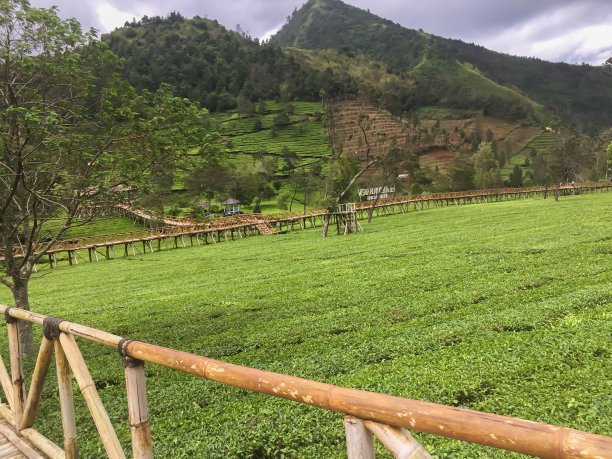 茶园图片下载