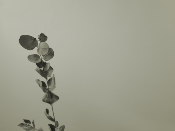 极简主义自然桉树叶茎与中性灰色的颜色和复制空间设计模板。图片下载