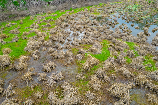 沼泽与干草山的观点。一些鸟的家。图片下载