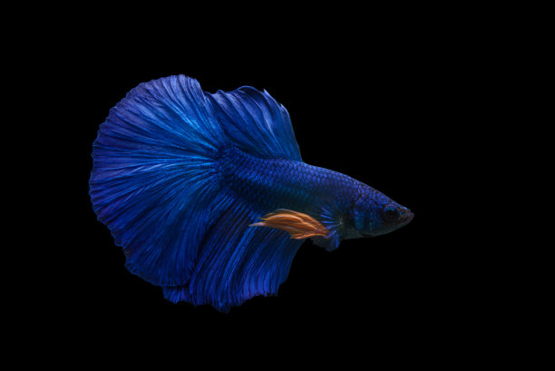 蓝色斗鱼点缀在黑色背景上图片下载