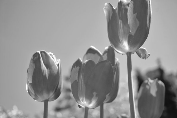 花。郁金香花。光和影。粉红色的背景。图片下载
