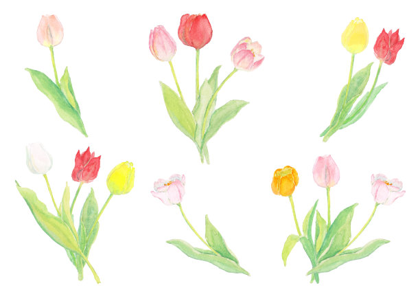水彩简单的郁金香插图图片下载
