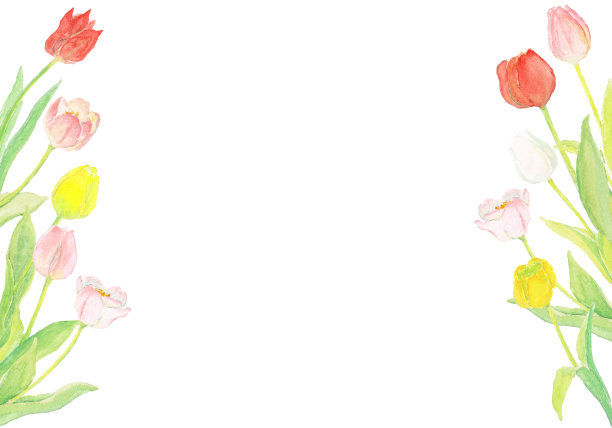 水彩简单的郁金香插图图片下载