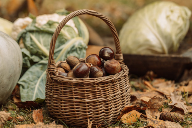 近距离的栗子收获在柳条篮秋天的心情图片下载