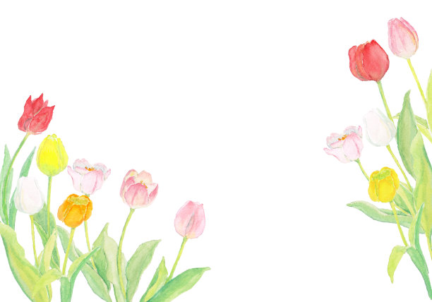 水彩简单的郁金香插图图片下载