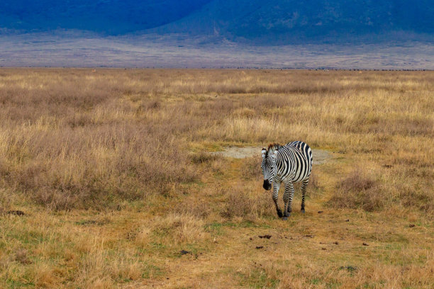 坦桑尼亚恩戈罗恩戈罗火山口国家公园稀树草原上的斑马。非洲野生动物图片下载