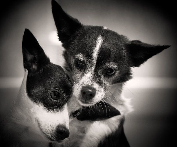 两只狗的肖像图片下载