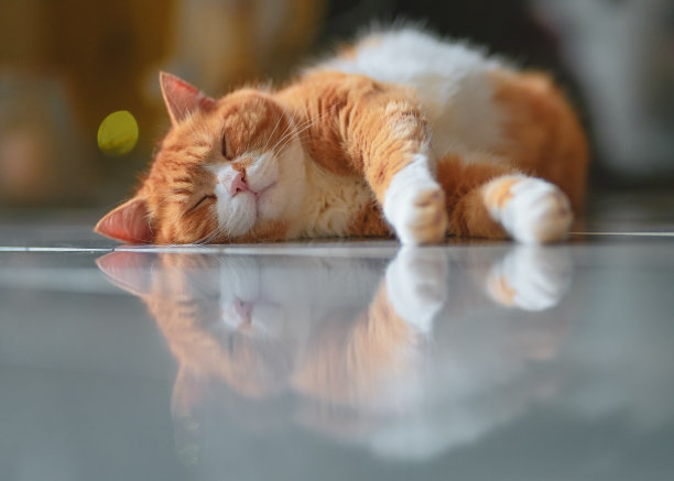 姜黄色的公猫在地板上放松图片下载